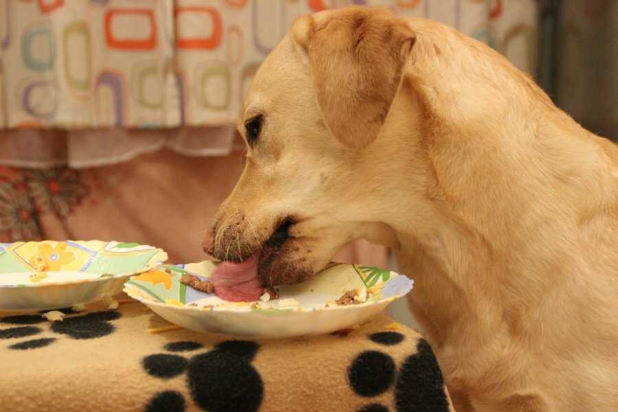 Почему собака ничего не ест и не пьет и что при этом нужно делать?
