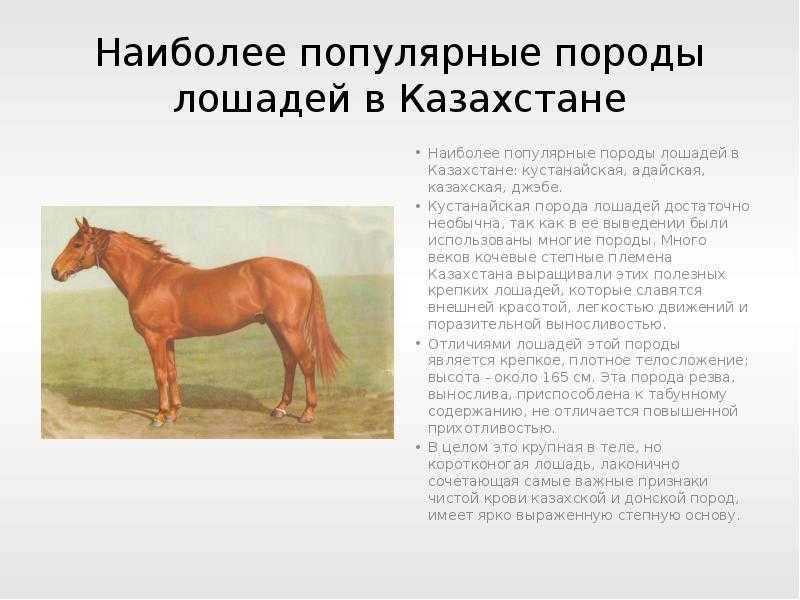 Характеристики рак лошадь