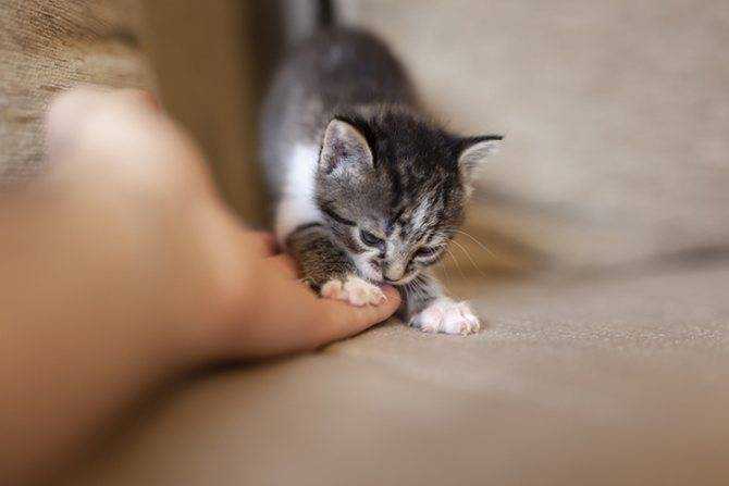 Как приучить котенка к рукам: быстрое приучение породистых и уличных питомцев