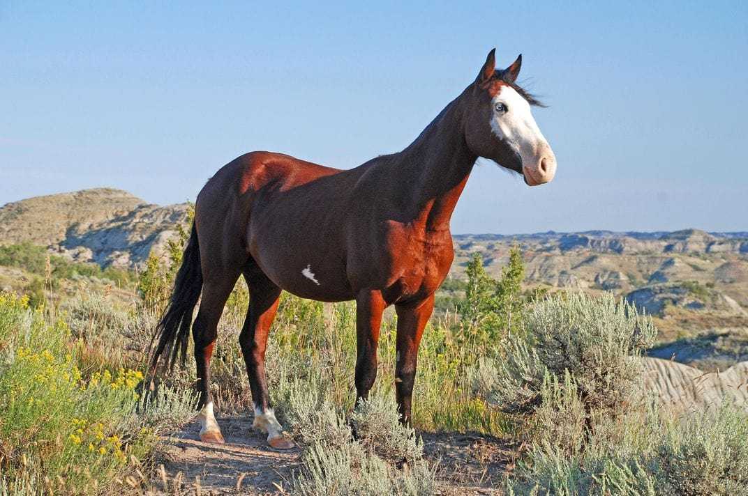 ✅ о лошади породы мустанг: дикий конь, история, описание, характеристики