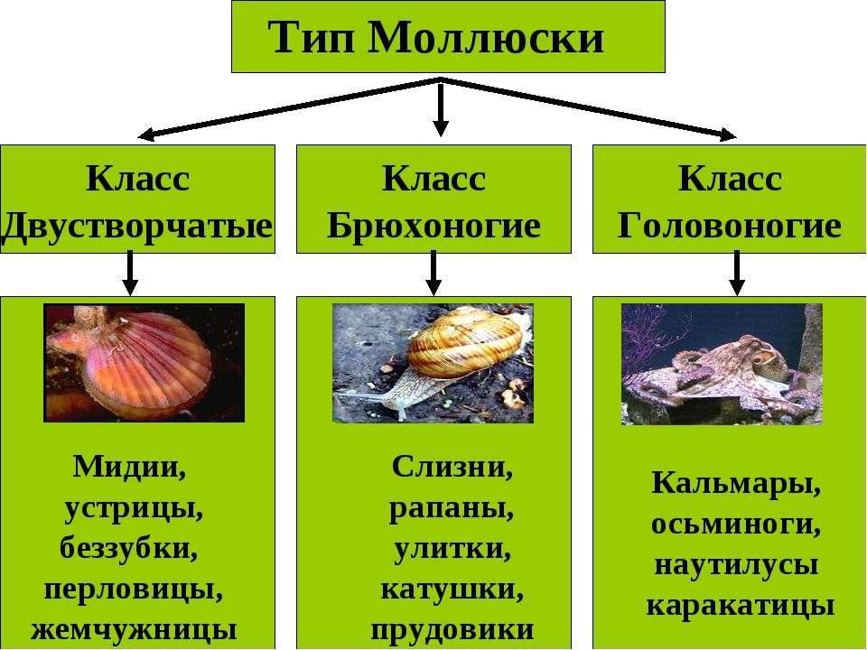Тип: моллюски