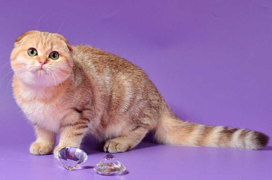 Окрасы кошек: разновидность цветовой палитры и фото оригинальных питомцев