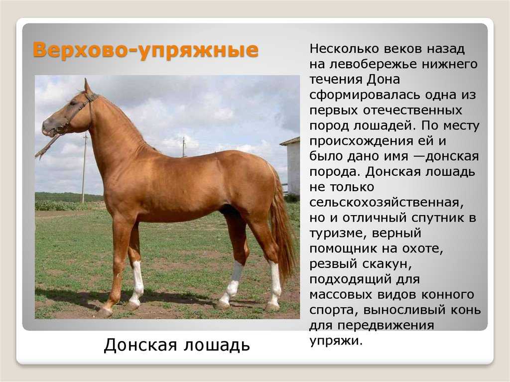 Породы лошадей с фото и описанием 2022