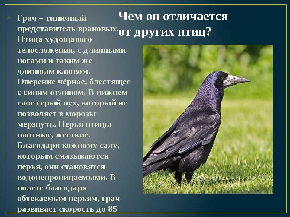 Серая ворона - hooded crow - abcdef.wiki