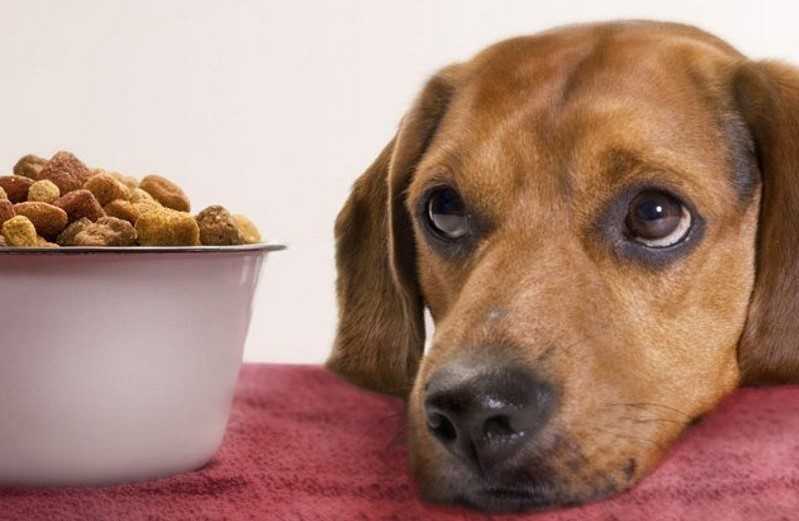 Как отучить собаку подбирать еду на улице: воспитываем и корректируем