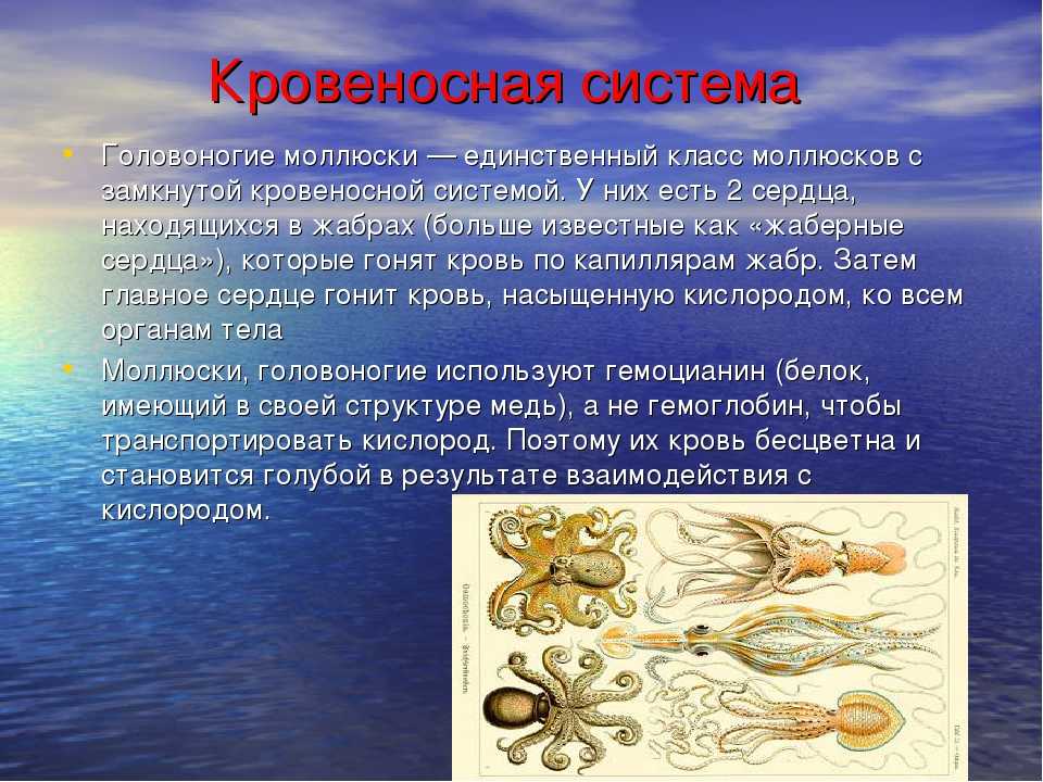 У представителей какого класса моллюсков раковина редуцирована