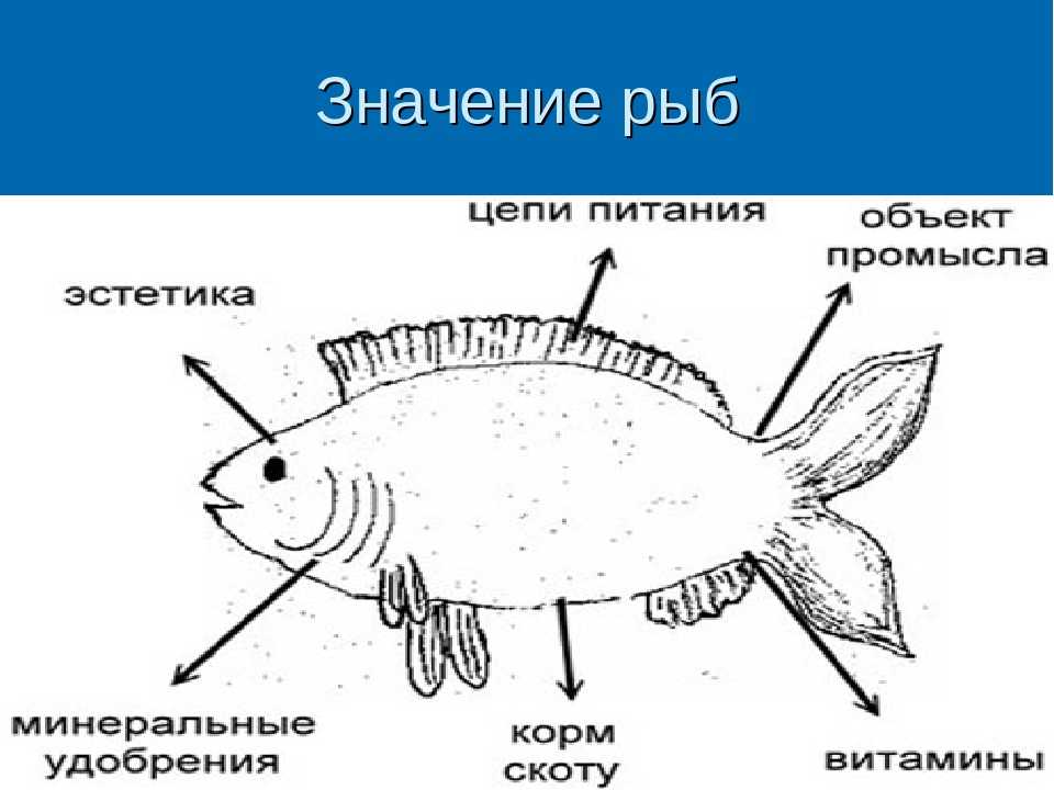 Тресковые рыбы – список с видами и фото