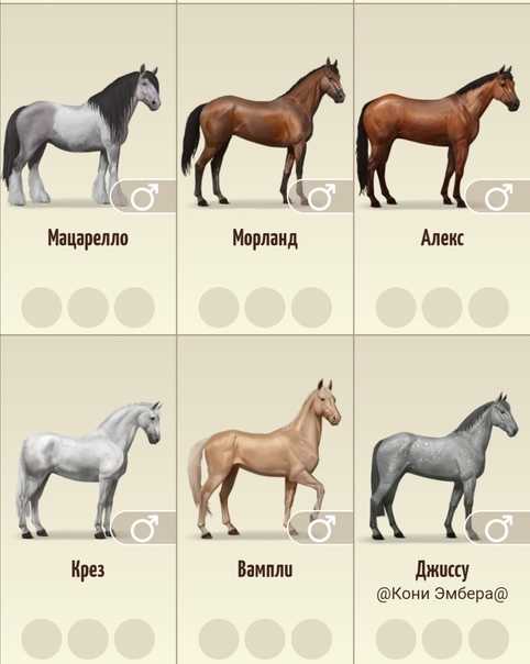 Какие бывают клички коней, примерный список в интернете для жеребцов и кобыл