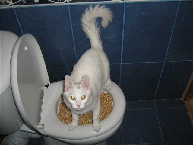 7 причин, почему кот часто ходит по маленькому в туалет