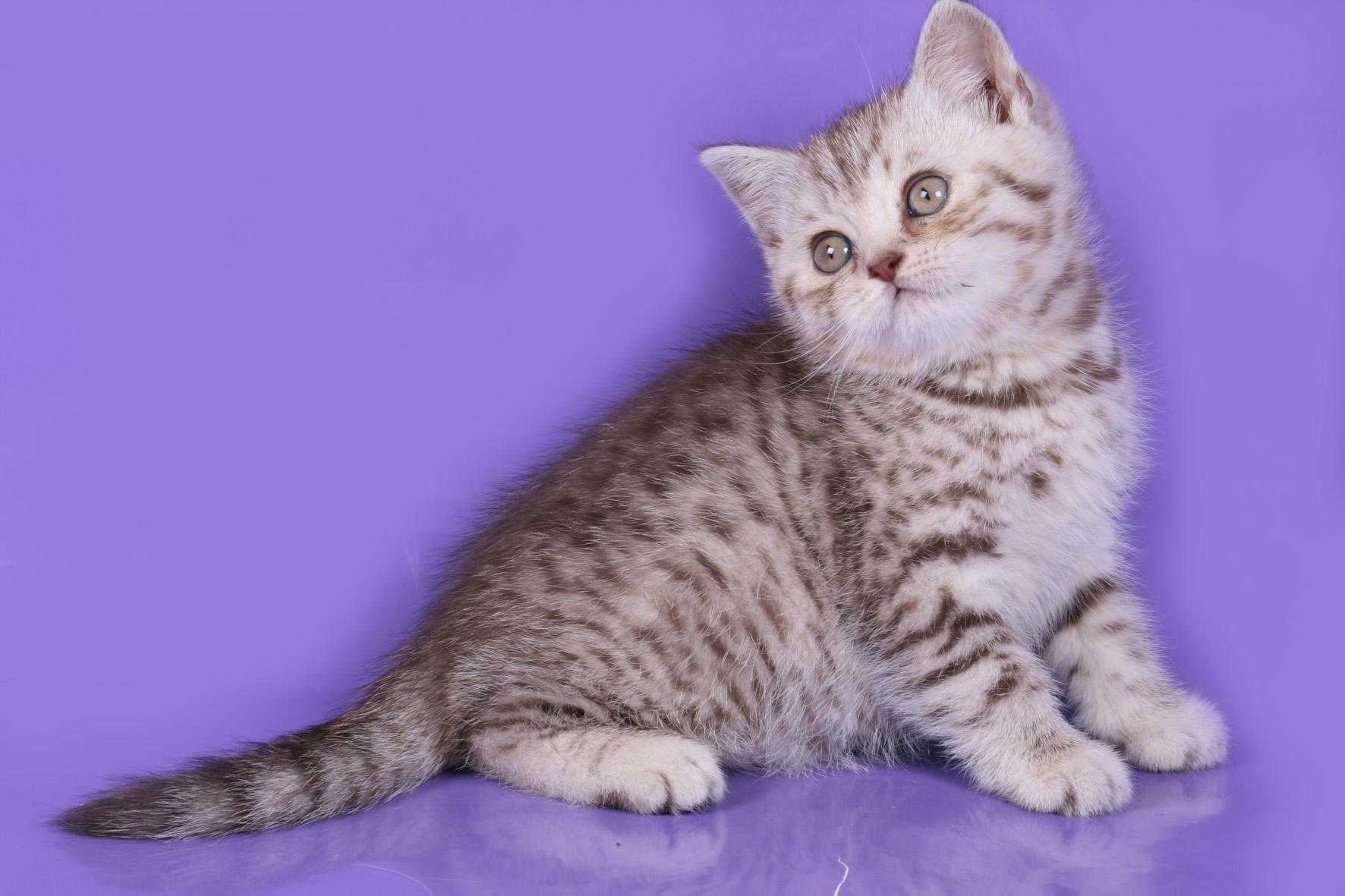 Весь спектр окраса британцев: чёрный, голубой, лиловый, мраморный, шоколадный, белый, рыжий, фото британской породы кота, описание кошек