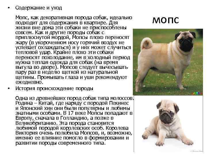 Мопсы: отзывы собаководов. описание породы :: syl.ru