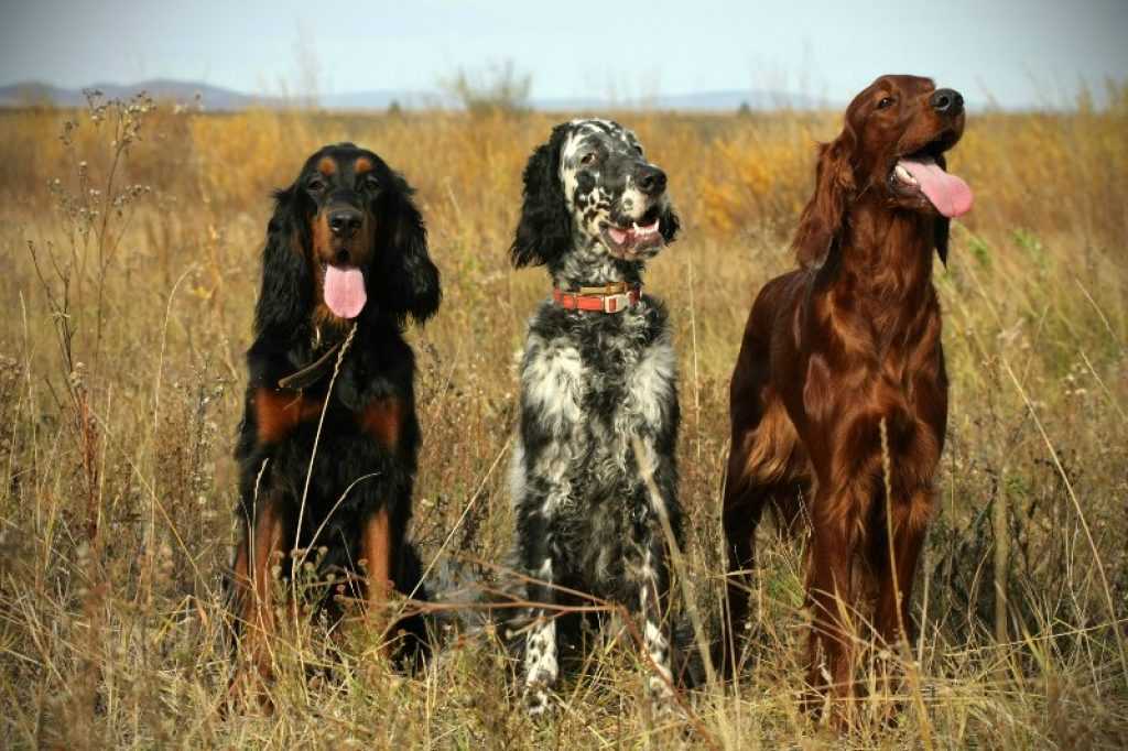 Что такое сеттер: подробно о характеристиках русских собак, разновидности