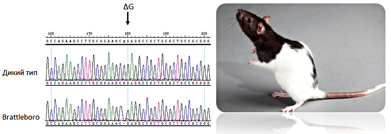 При расшифровке генома крысы было установлено 30. Таблица для крыс. Геном крысы. Инбредные линии мышей.