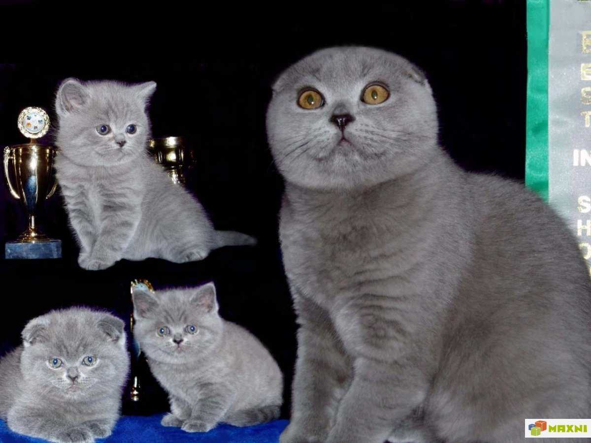 Вислоухая британская кошка, описание породы и характера