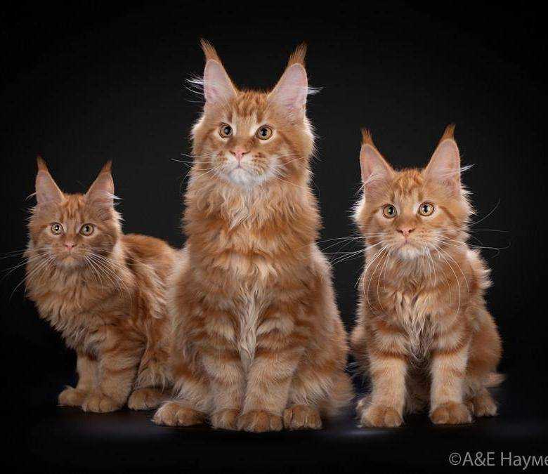 Мейн-кун - самая большая домашняя кошка, которая с большой любовью и привязанностью относится к семье