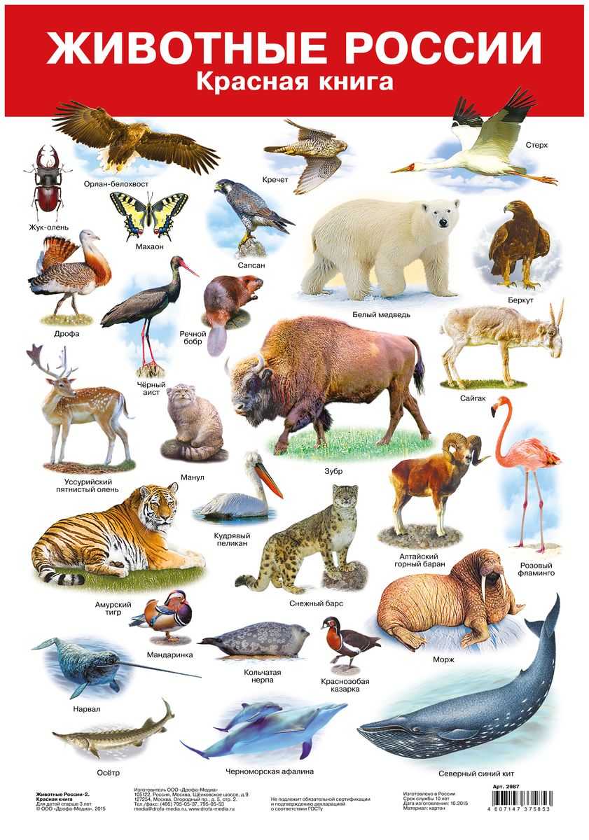 Дикая природа тропических лесов: 10 удивительных животных (с иллюстрациями) - медицинский - 2022