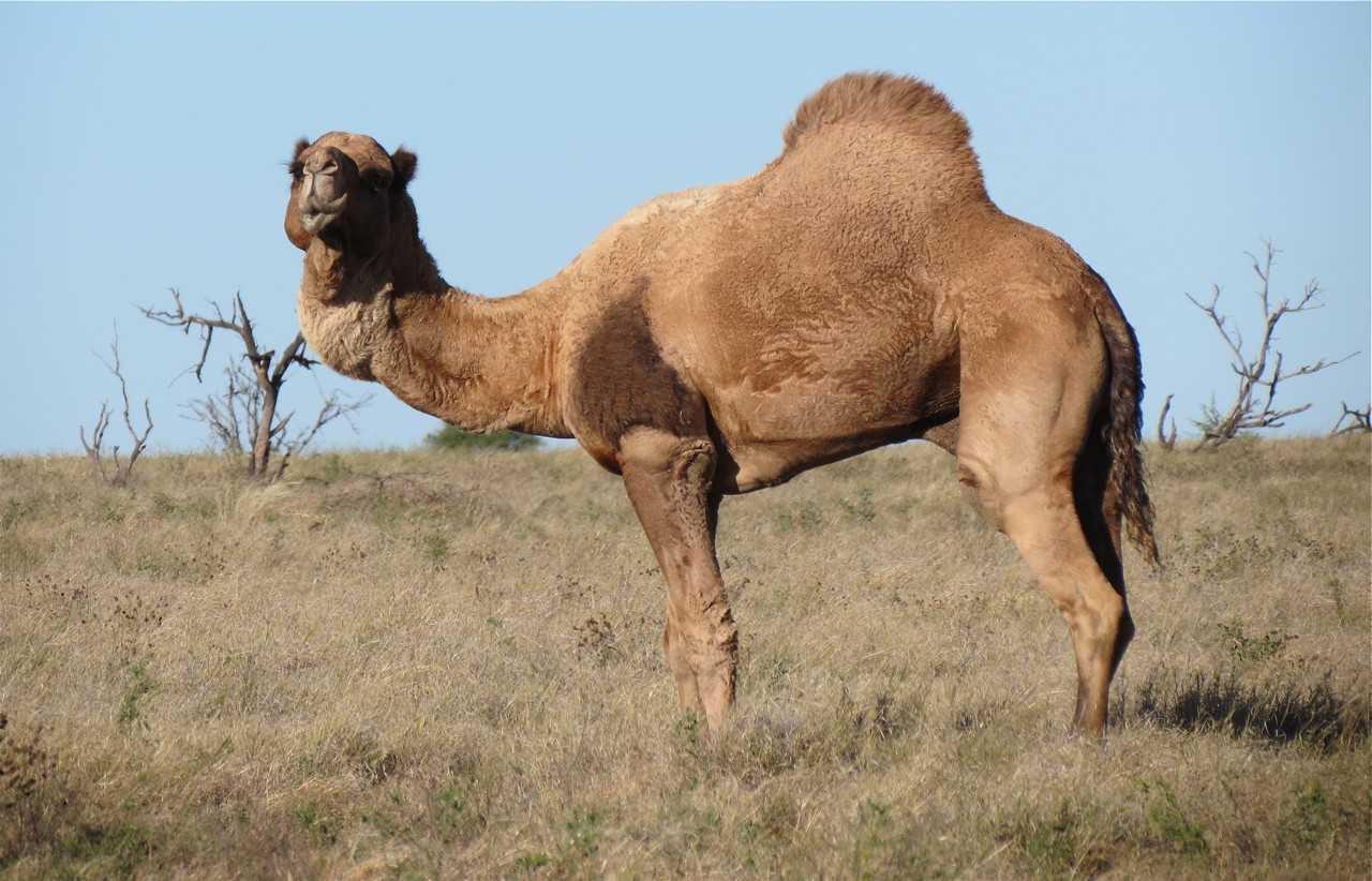 Верблюд — виды животного, фото, где живет, что едят, описание, интересные факты