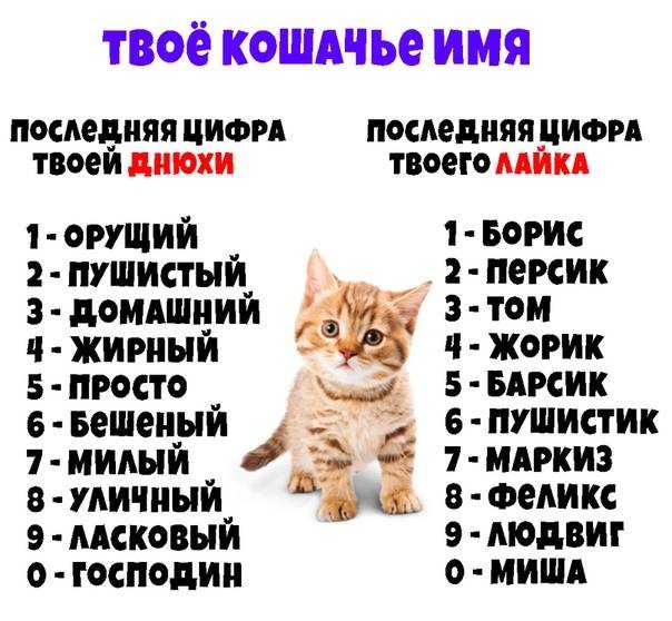 Как выбрать кличку для котенка-мальчика: с учетом характера, окраса и других критериев, варианты по алфавиту