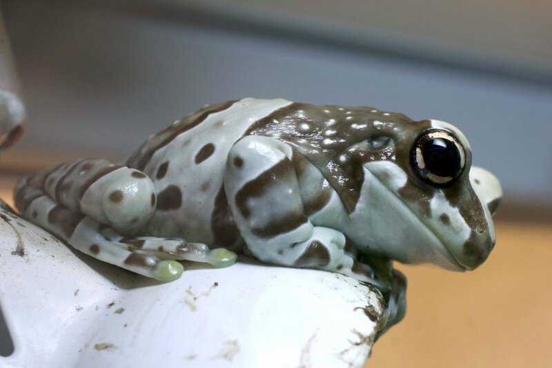 Лягушка квакша обыкновенная: виды, содержание в террариуме, фото