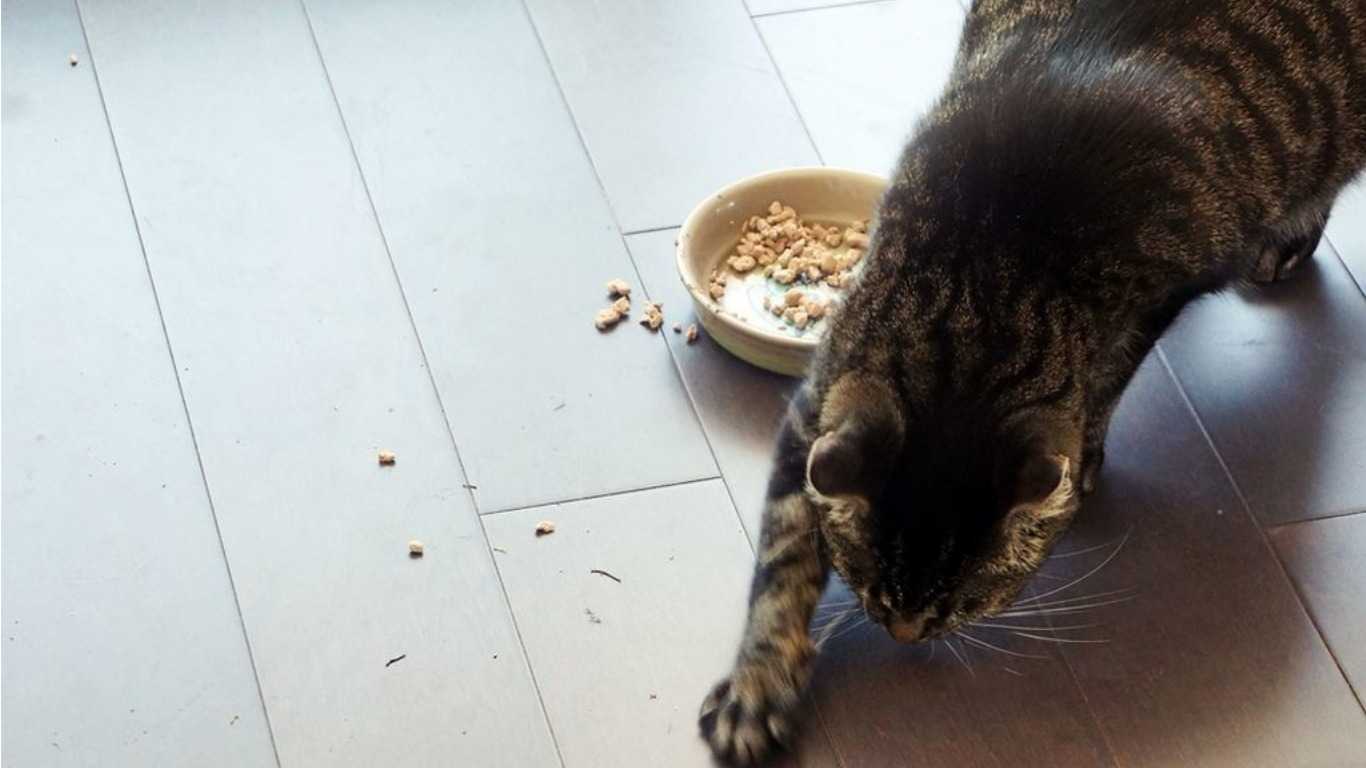 Кошка постоянно просит есть - причины, что делать