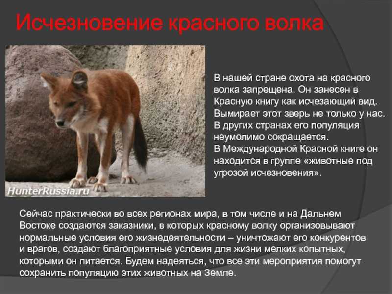 ᐉ степной кот: 63 фото дикой кошки felis libyca, описание, виды - zoogradspb.ru