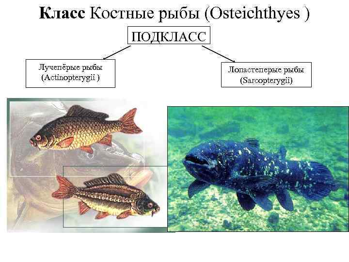 3 примера костных рыб. Лучепёрые рыбы костистые костные. Подкласс лучепёрые лопастеперые рыбы. Лопастеперые рыбы классификация. Класс костистые рыбы подкласс.