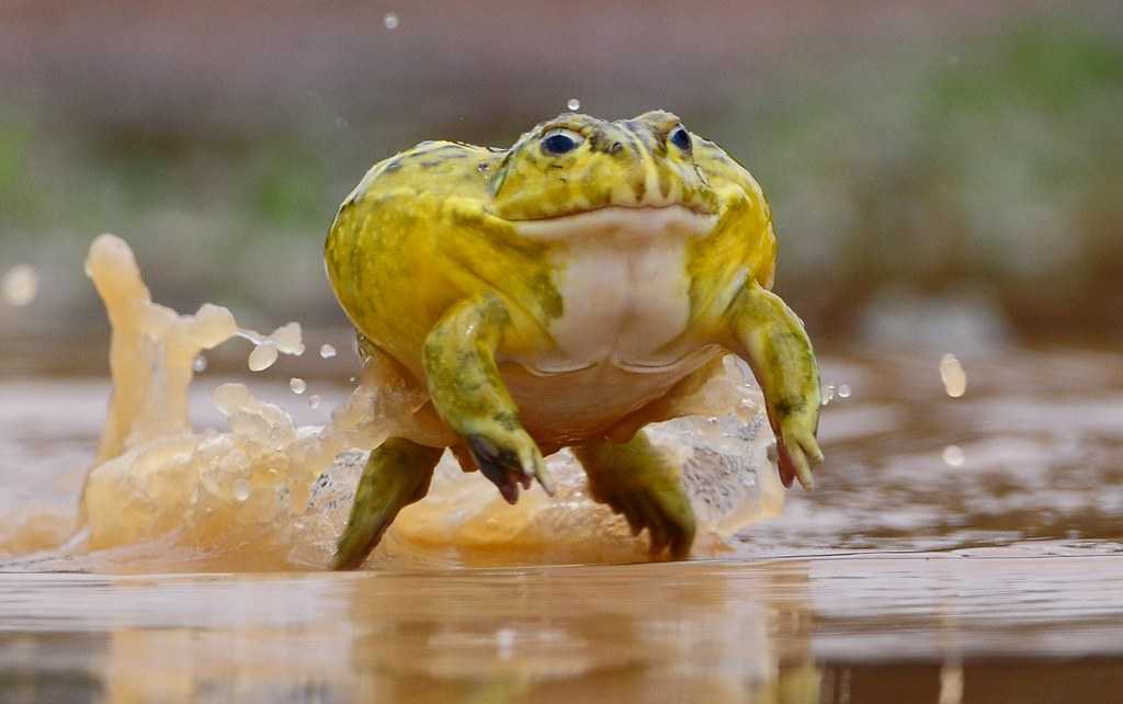 Самые большие лягушки в мире: топ-10 наиболее крупных и тяжёлых жаб