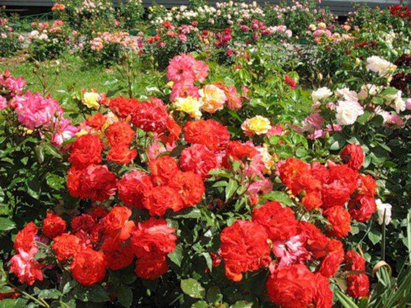 Роза майская: описание, особенности выращивания, уход и отзывы