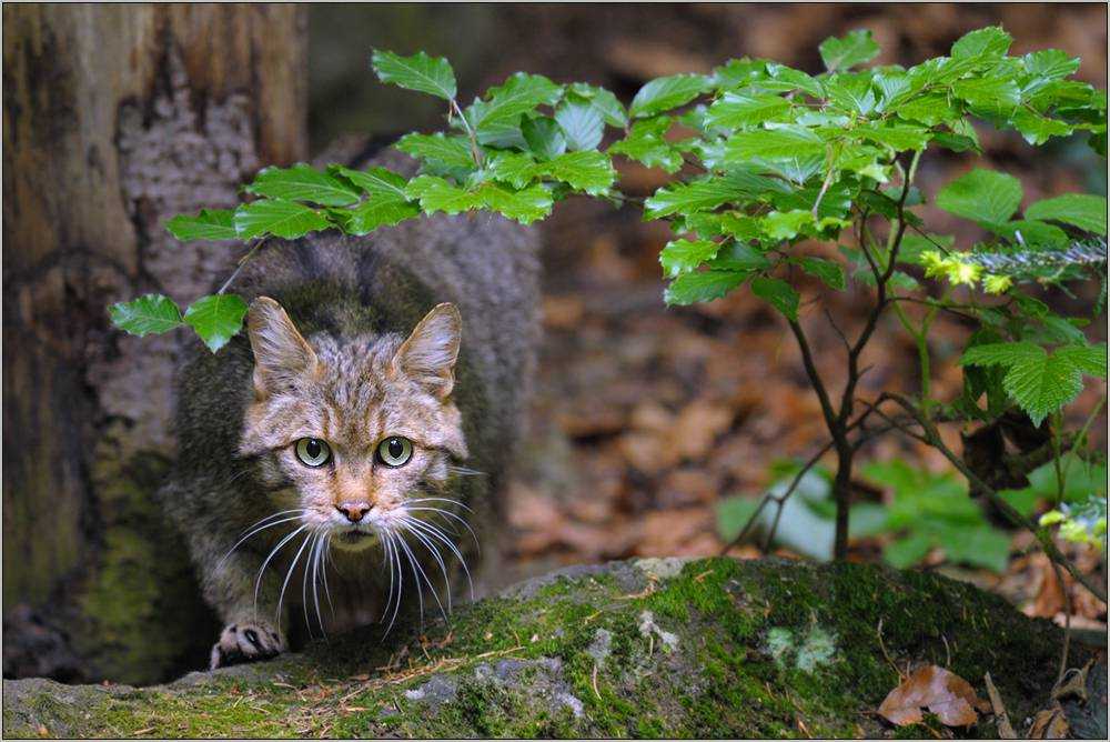 Лесная дикая кошка в экосистеме. Дикая Лесная кошка. Дикий Курильский Лесной кот. Дикий Лесной кот, среда обитания. Бельгийский Лесной кот.
