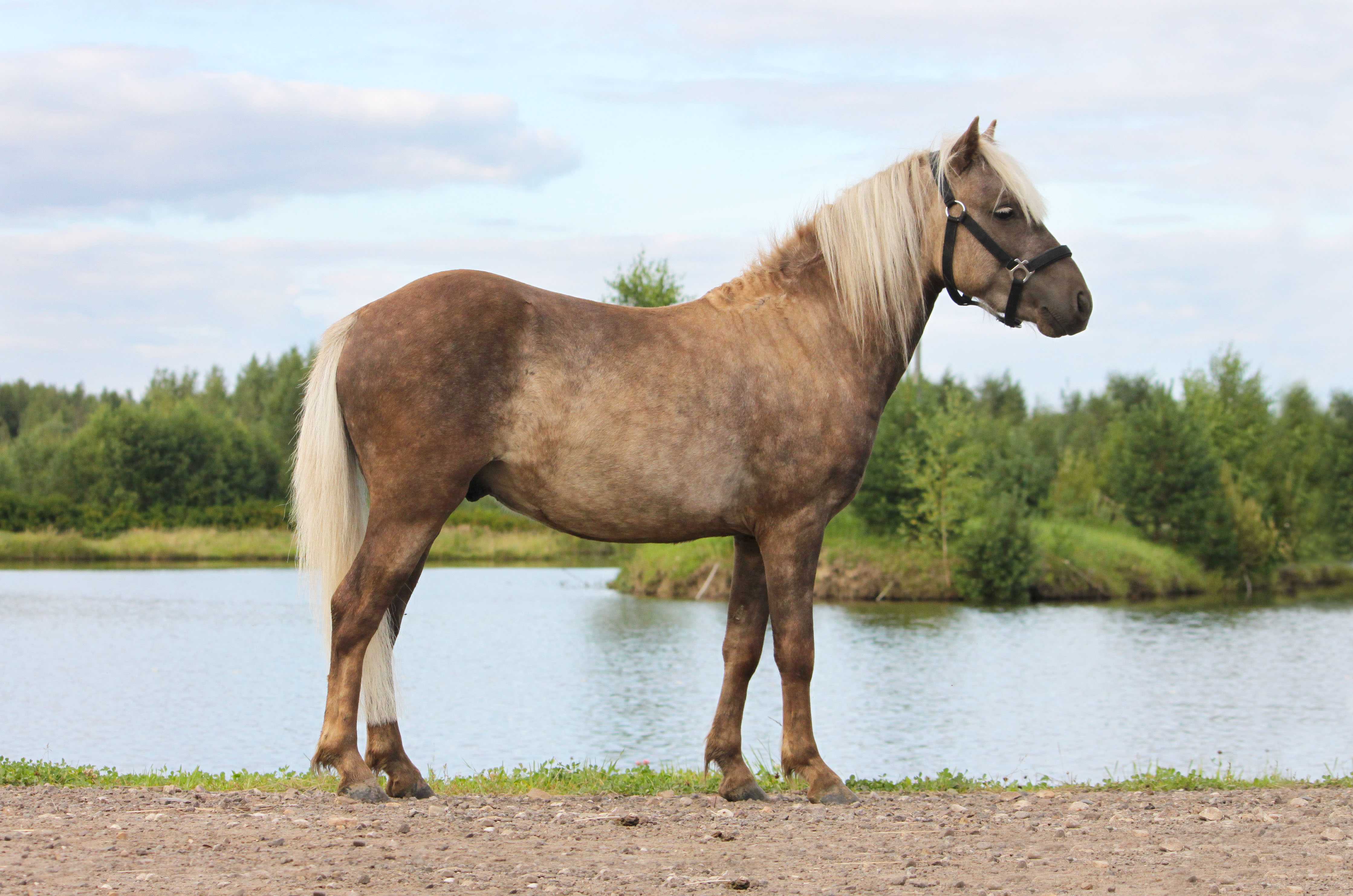 Породы лошадей: виды, описание, особенности пород
