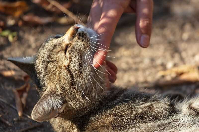 Из-за чего кошка может настойчиво лизать руки хозяина