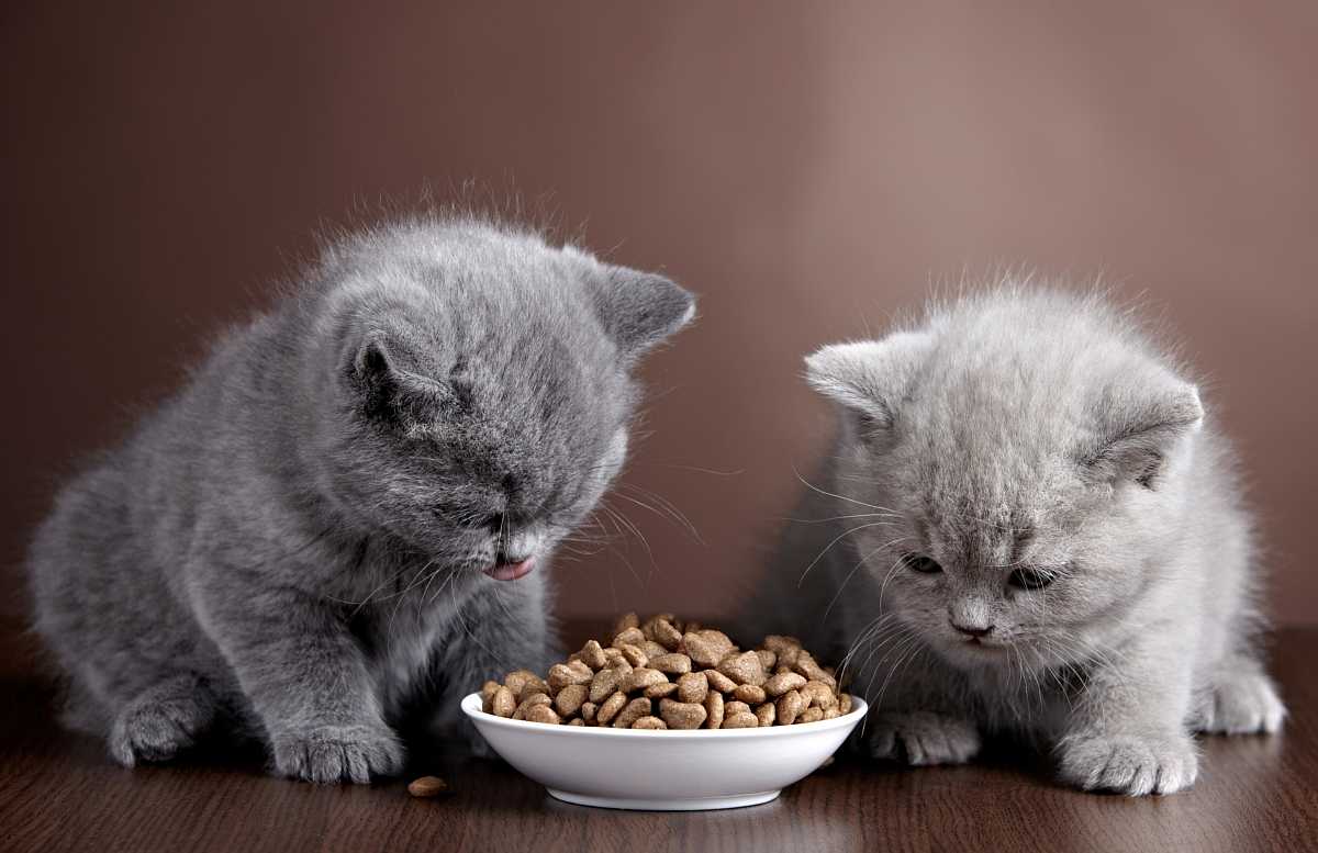 Чем кормить британских кошек- правильное кормление +видео