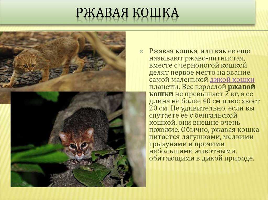 Описание суматранской кошки Жизнь животного в неволе Фото, видео