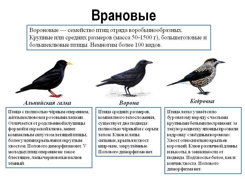 Ворон: фото птицы, чем питается, сколько живут, виды,