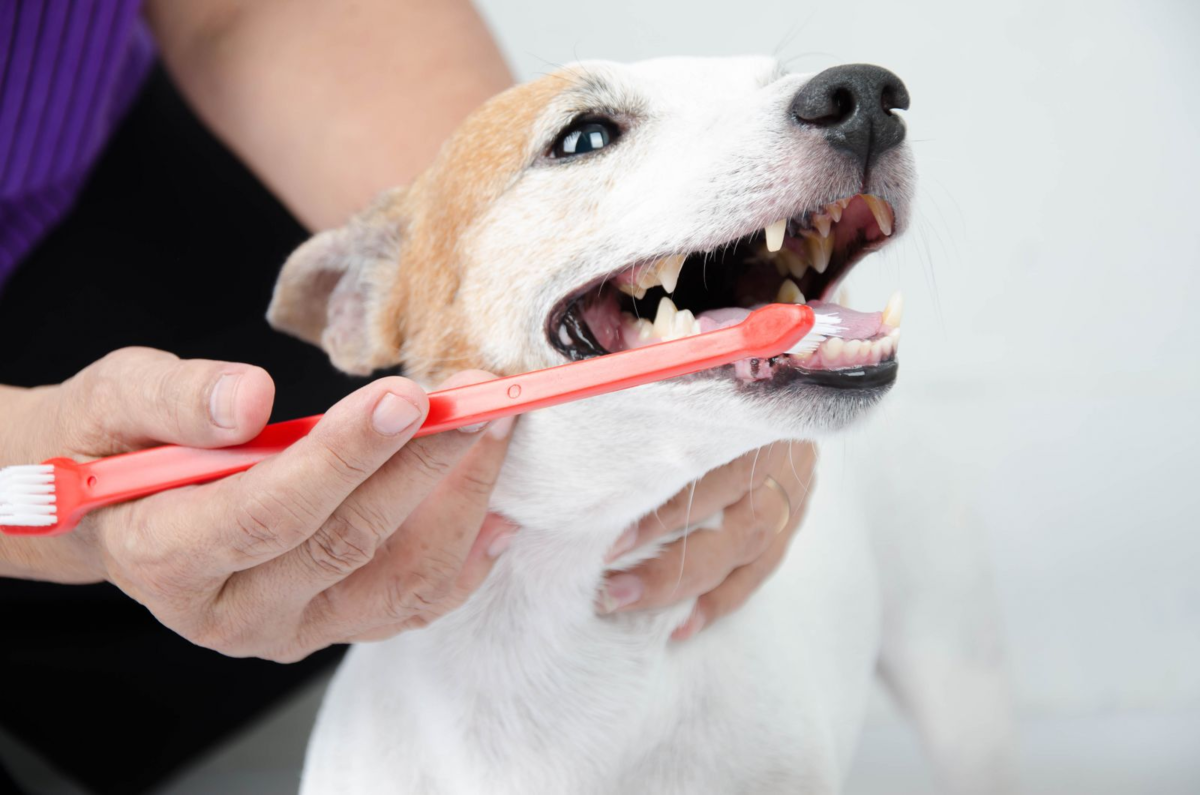 Чистка зубов собакам отзывы. Гигиена собак. Аппарат для чистки зубов собакам.