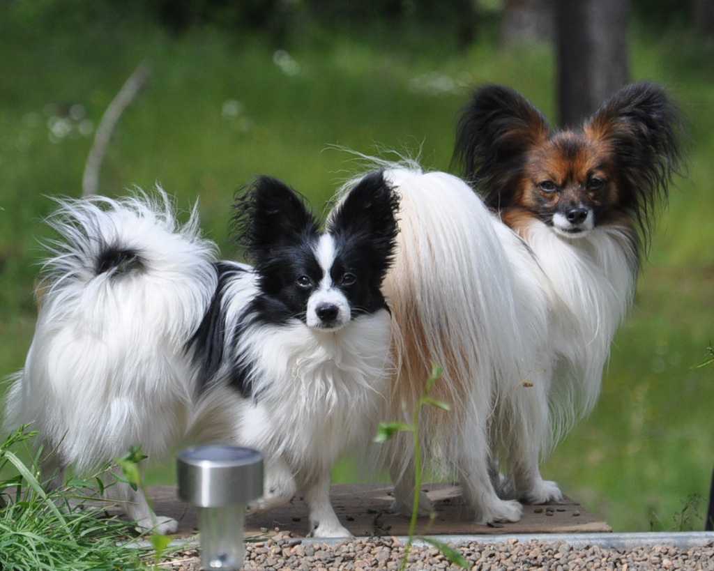 Порода собак папильон: характер, здоровье, уход | блог ветклиники "беланта"