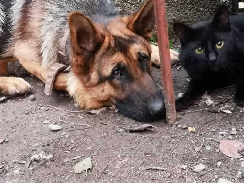 Привести собаку. Собаки с кошачьими повадками. Кот и пес Ижевск.