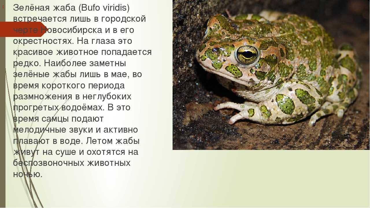 Зеленая жаба (bufo viridis) фото, описание распространение биология размножение питается фото фотография реферат среда обитания созревание активность голос потомство, реферат амфибии eurasian green to
