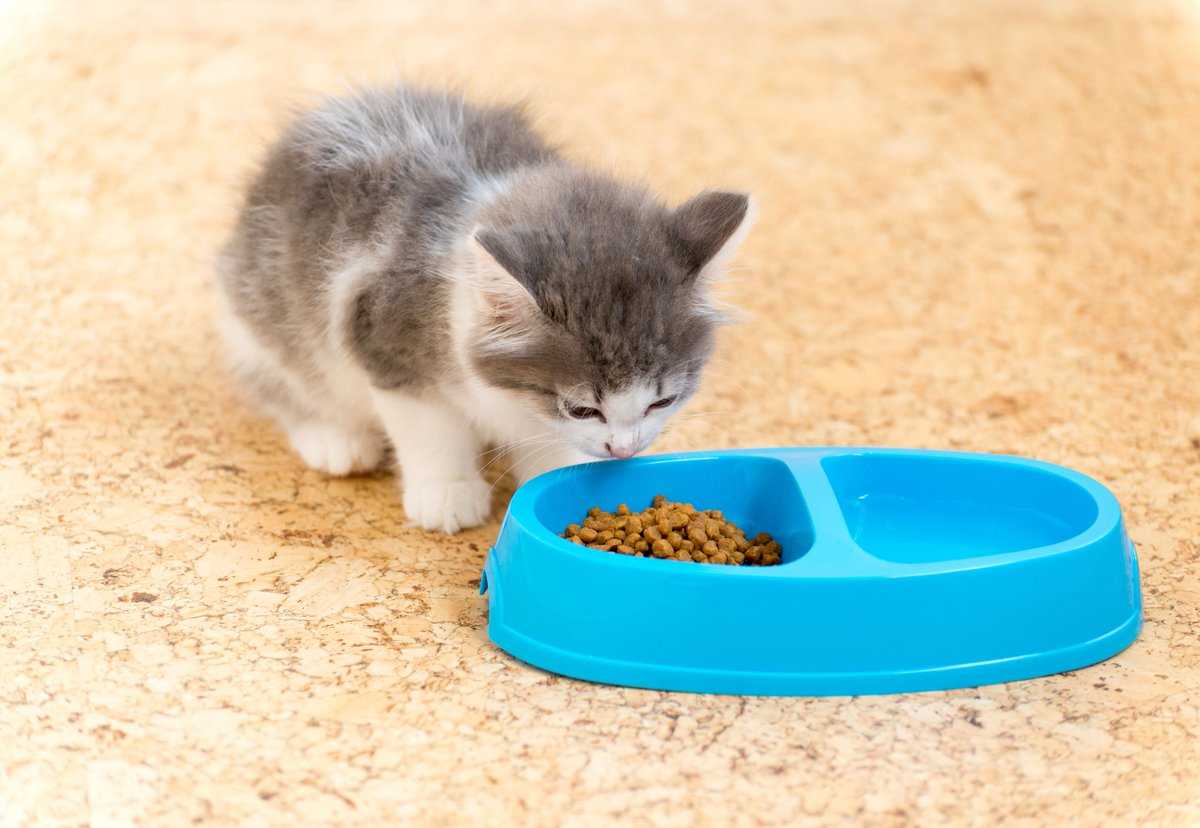 Можно котят кормить взрослым кормом. Котенок ест. Миски для котят. Еда для маленьких котят. Маленькие мисочки для котят.