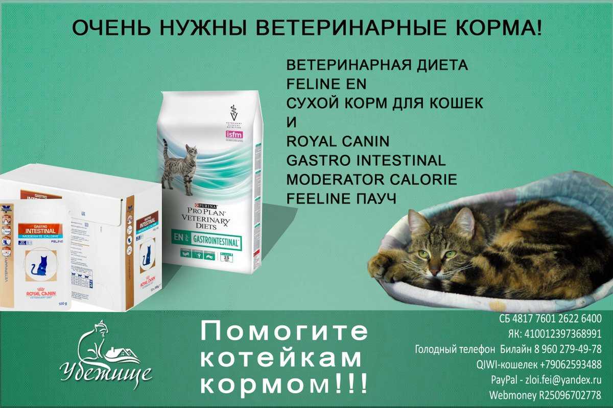 Как правильно кормить кошку влажным кормом: советы ветеринара