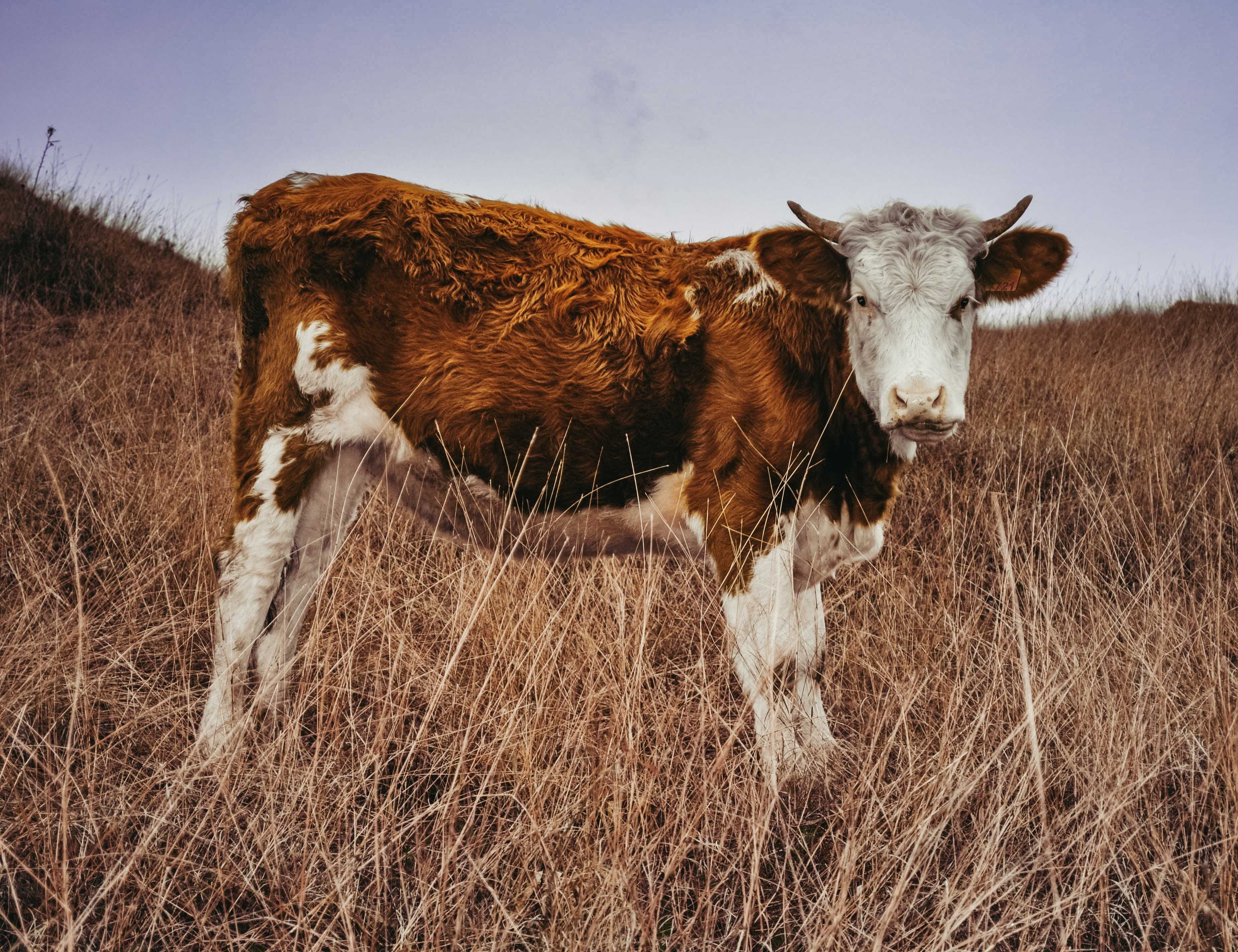 Дикий бык: происхождение и описание лесных коров
