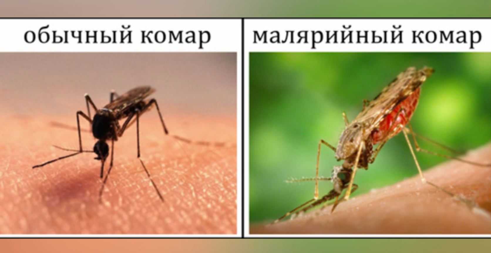Укус малярии