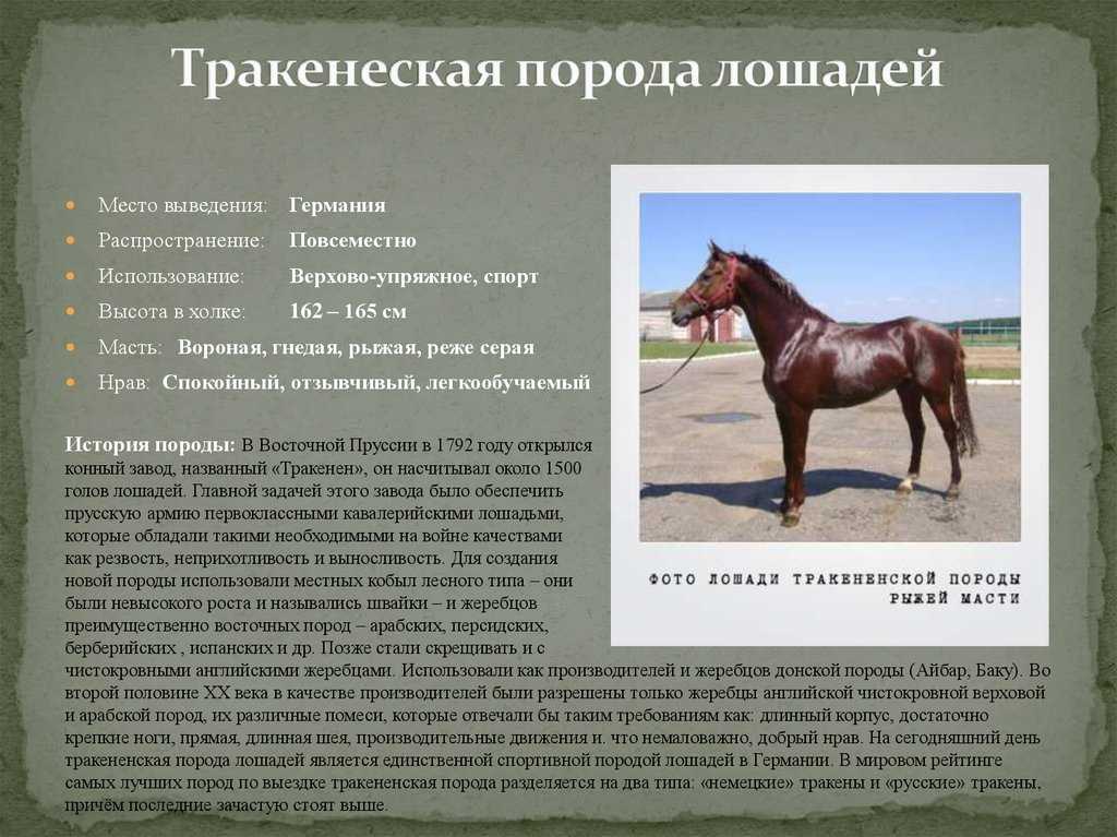 Порода лошадей орловский рысак: фото, характеристика, содержание