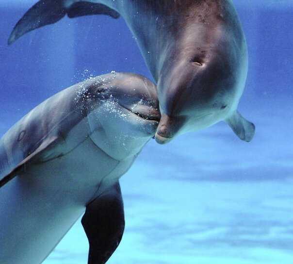 Дельфины: описание, виды, интересные факты (фото, видео)