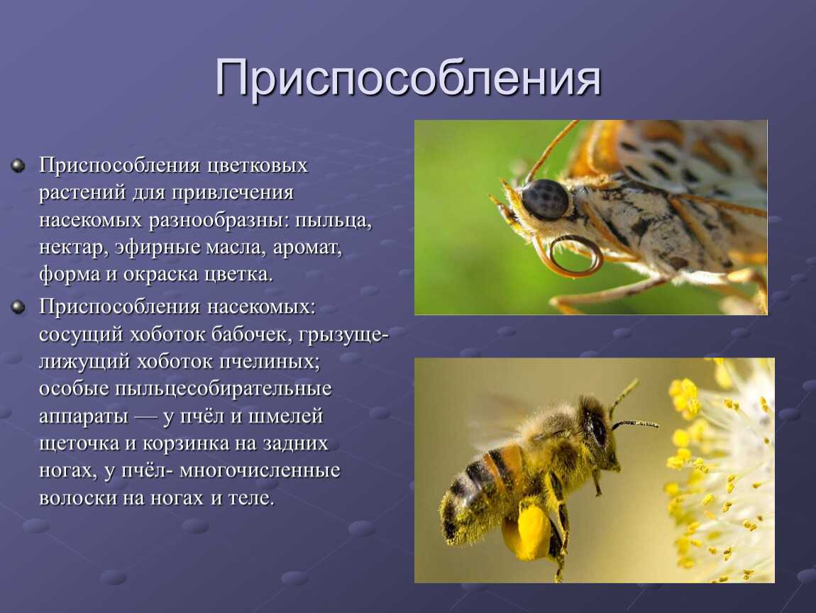 Окраска тела пчелы. Приспособления насекомых. Приспособление насекомых к среде. Приспособления насекомых к среде обитания. Поведенческая адаптация пчел.