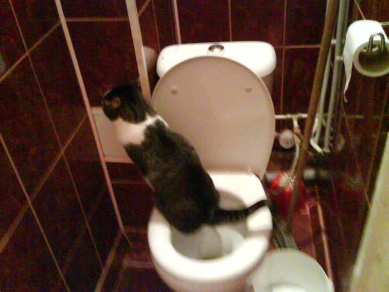 Кот часто ходит в туалет по-маленькому по чуть-чуть писает, что делать, чем лечить