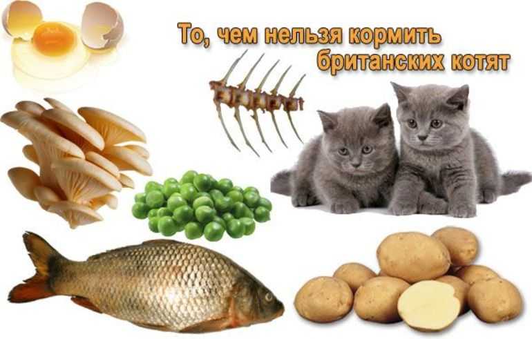 Чем можно кормить домашнюю кошку. Еда для кошек. Продукты для кошек. Полезные продукты для кошек. Питание котенка.