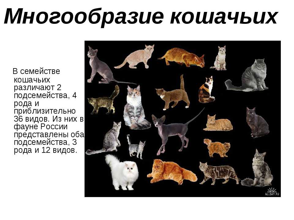 Степной кот: образ жизни, среда обитания, содержание в неволе, размножение и питание кошки