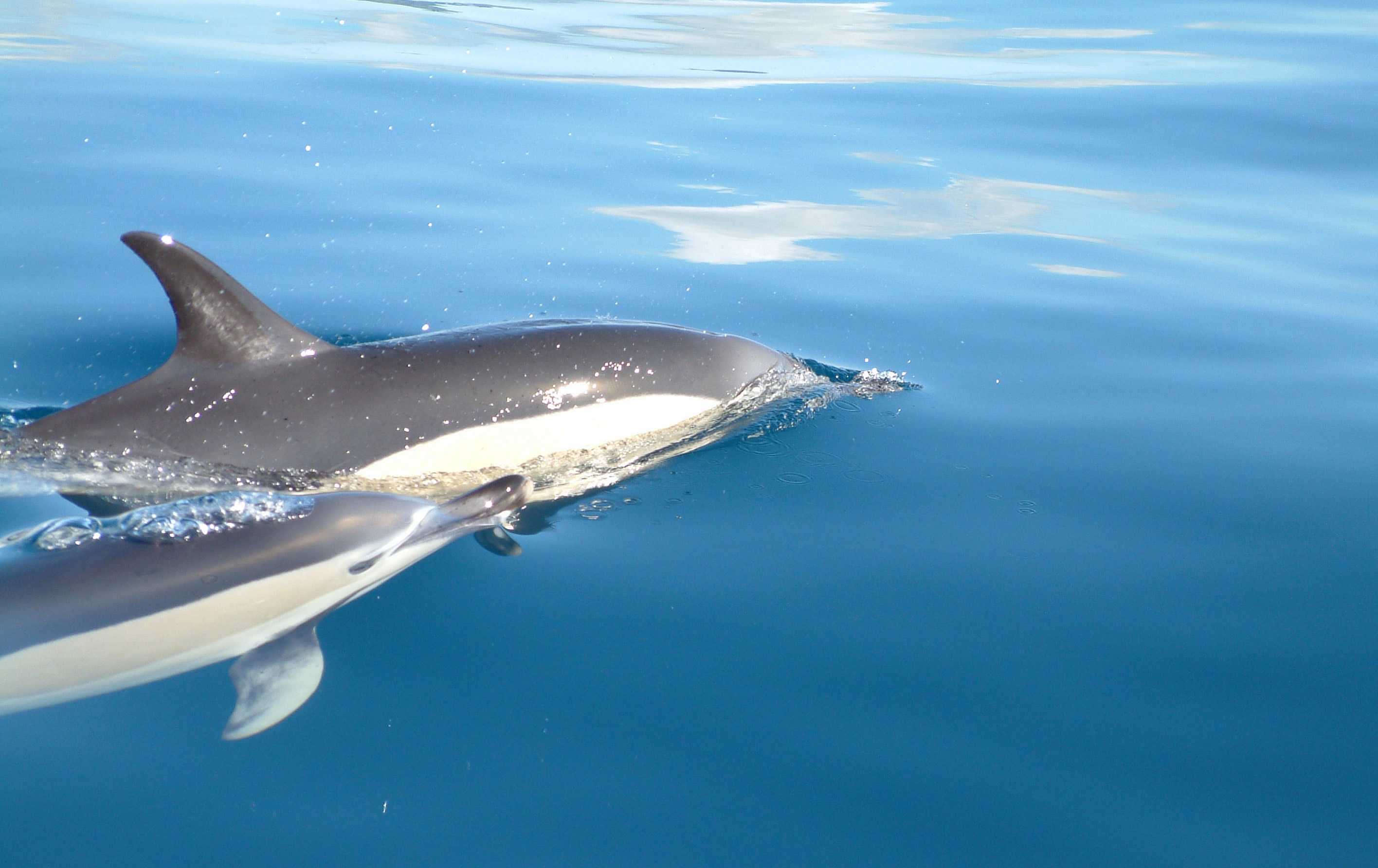Сообщение о дельфине - описание, характеристика и особенности поведения млекопитающего