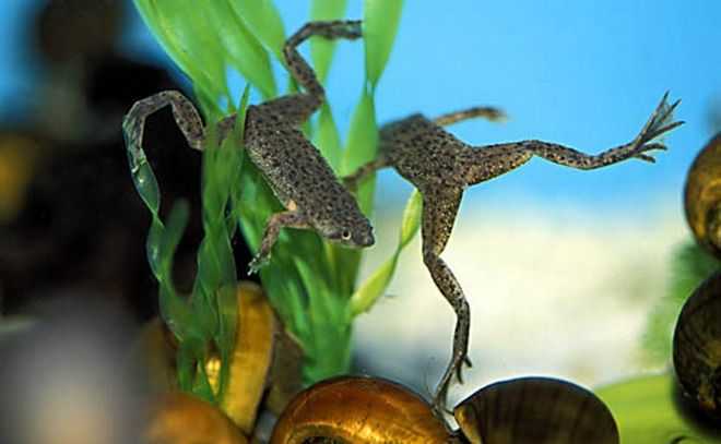 Разведение аквариумных лягушек